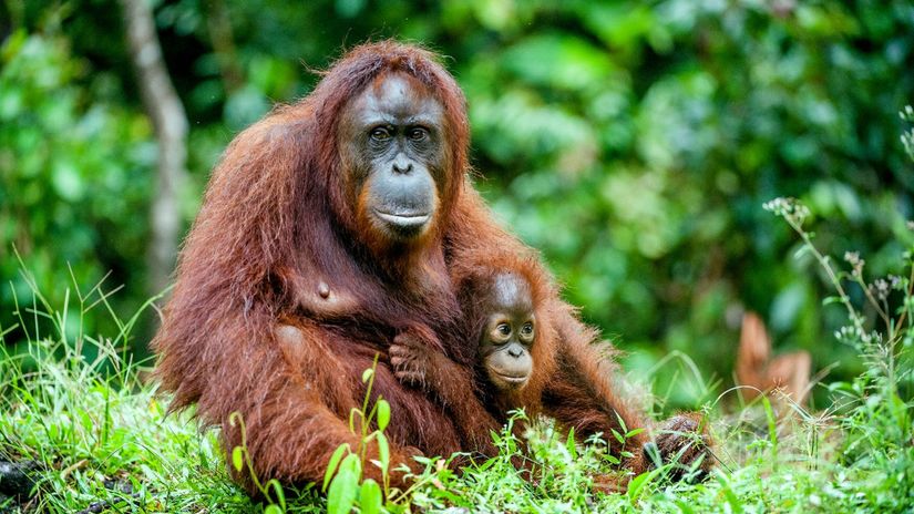 Orangutany by bez ucenia od druhych neprezili