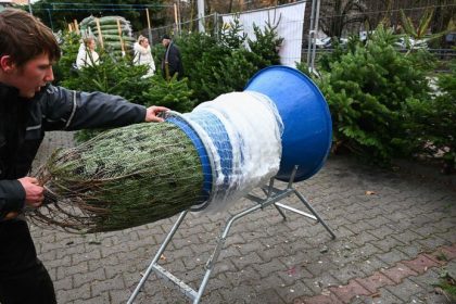 Vyberate zivy vianocny stromcek Ceny jedli v 2025