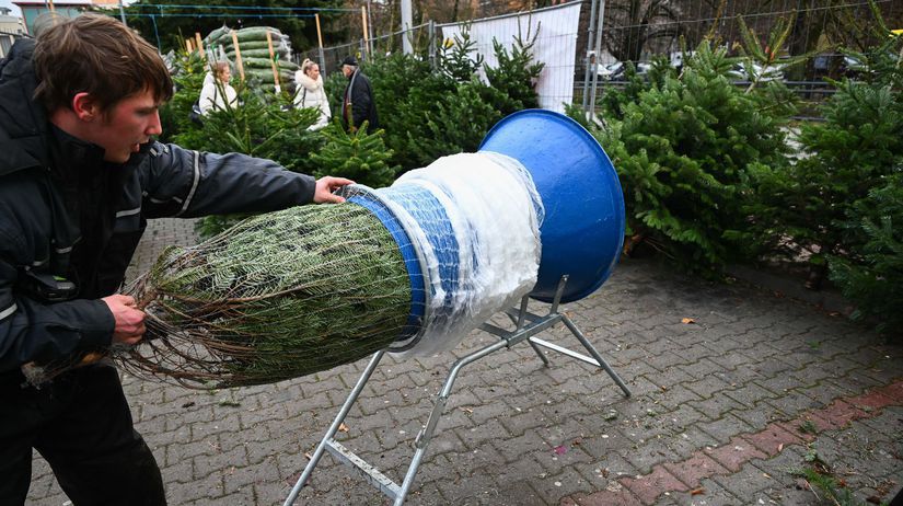 Vyberate zivy vianocny stromcek Ceny jedli v 2025