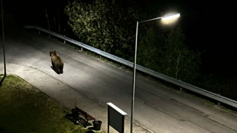 Nazov v slovencine Neuveritelne Medved sa prechadzal priamo medzi bytovkami Ochranari zaznamenali uz 260 hlaseni