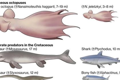 pravekym oceanom vladli obrovske chobotnice velke ako dnesne velryby boli obavanymi predatormi