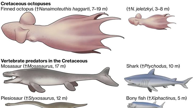 pravekym oceanom vladli obrovske chobotnice velke ako dnesne velryby boli obavanymi predatormi