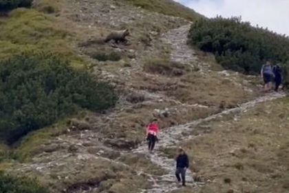 Stuhla im krv v zilah Tatransky medved prebehol priamo pomedzi sokovanych turistov komentar k videu pobavil internet
