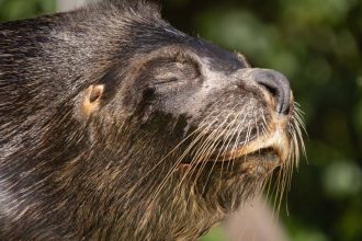 Ceska zoo truchli za uskatcom Hugom V jeho tele nasli hlavu babiky ktoru zrejme do bazena vhodil navstevnik