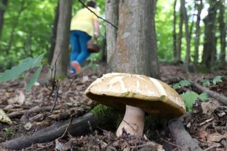 Mykolog Klimaticke zmeny uz meniah slovenske lesy Niektore huby mozu lokalne vymiznut inne sa posuvaju na sever rozhovor