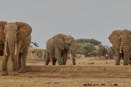 Slony v africkej rezervacii kosi zahadna choroba Pred smrtnou ochrnu a nedokazu sa postavit vedci nepoznaju pricinu